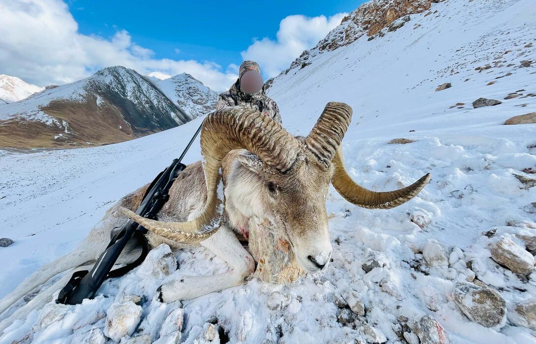 Marco polo ibex