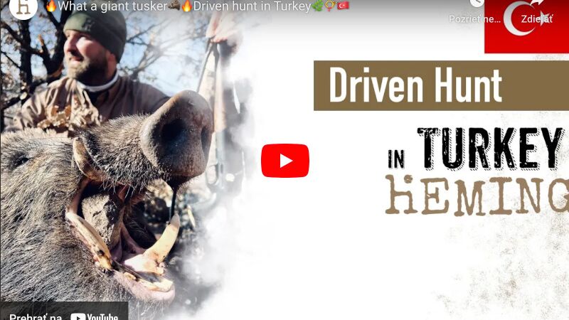 Video: What a giant tusker Driven hunt in Turkey