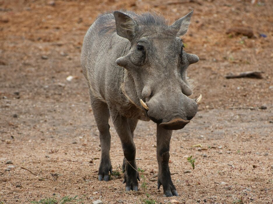 Warthog