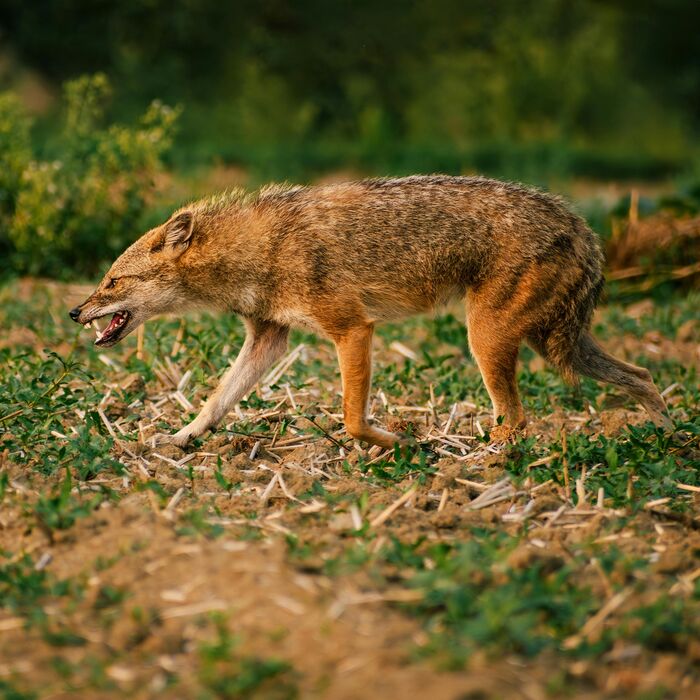 Golden jackal