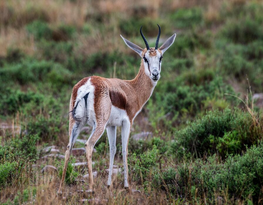 Springbok