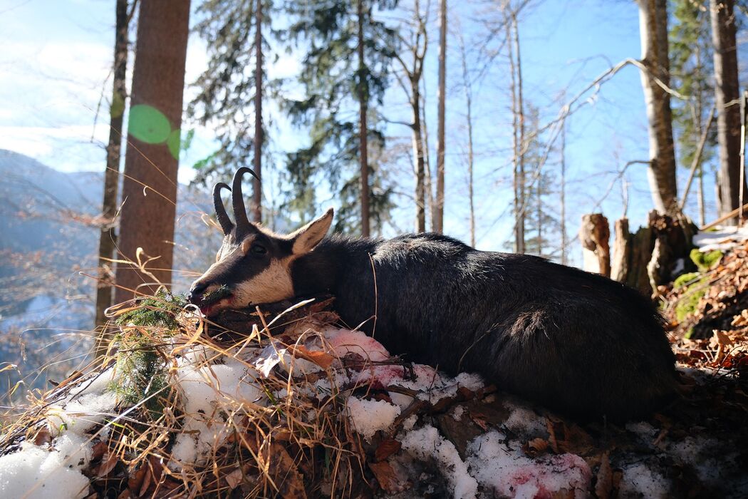 Alpine chamois