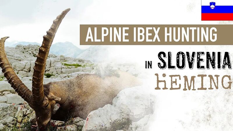 Video: Alpine Ibex hunting in Slovenia