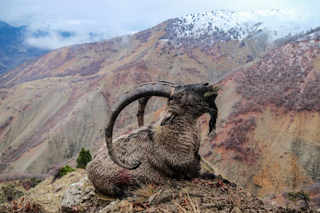 Bezoar goat
