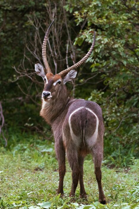 Waterbuck