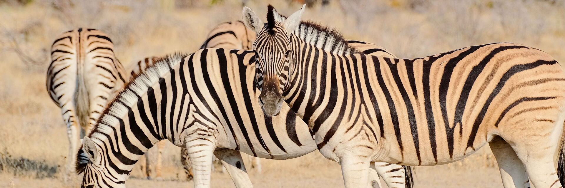 Lovecké safari v Jihoafrické republice