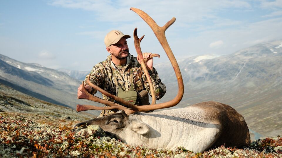 Riendeer hunting in Norway