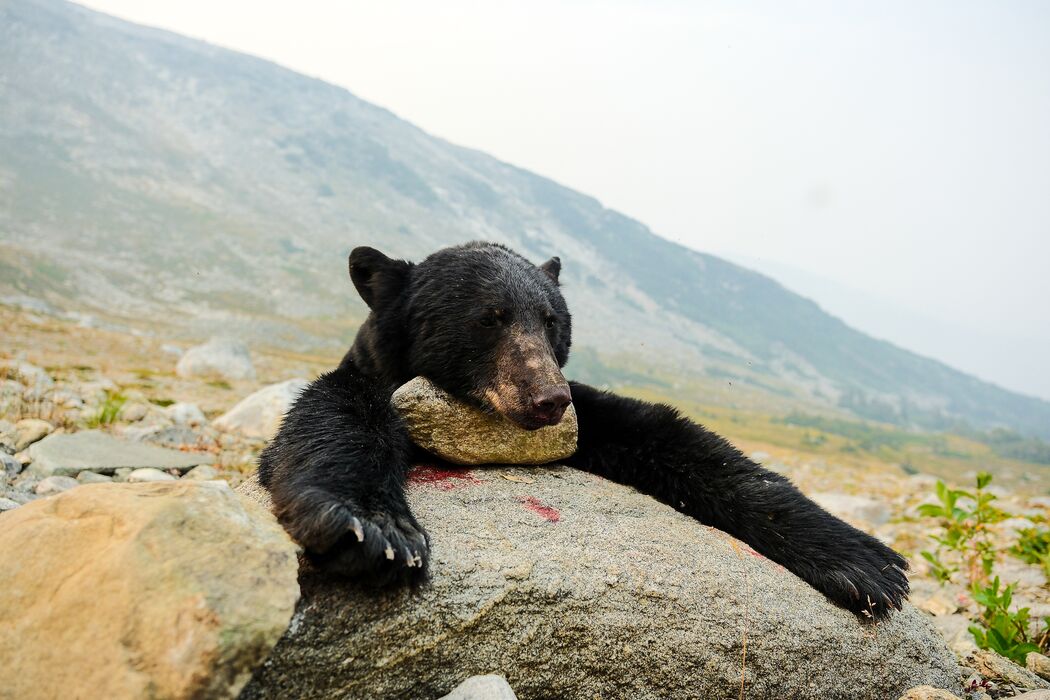 Baribal - the black bear