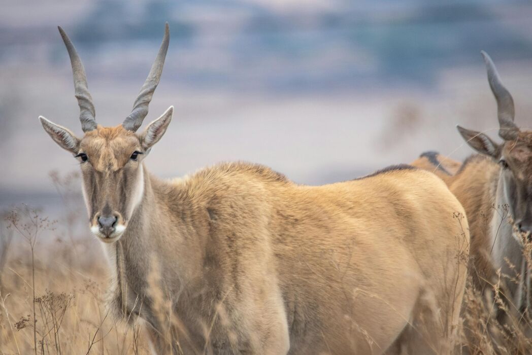 Cape eland