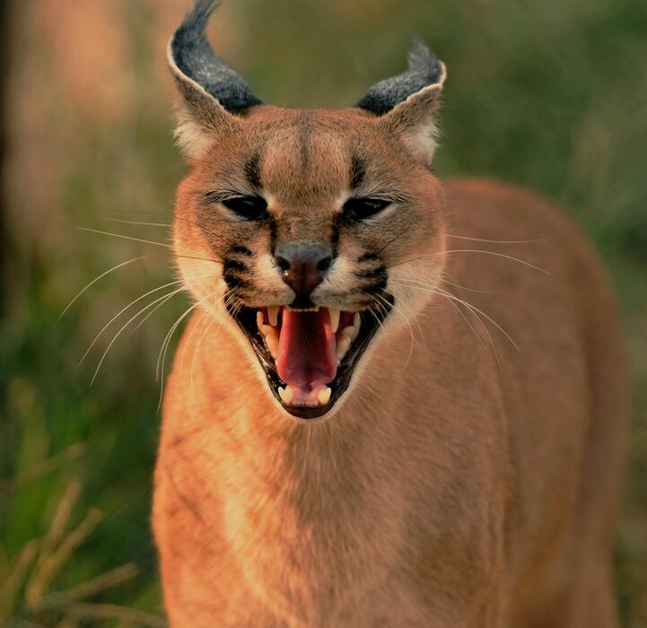 Caracal